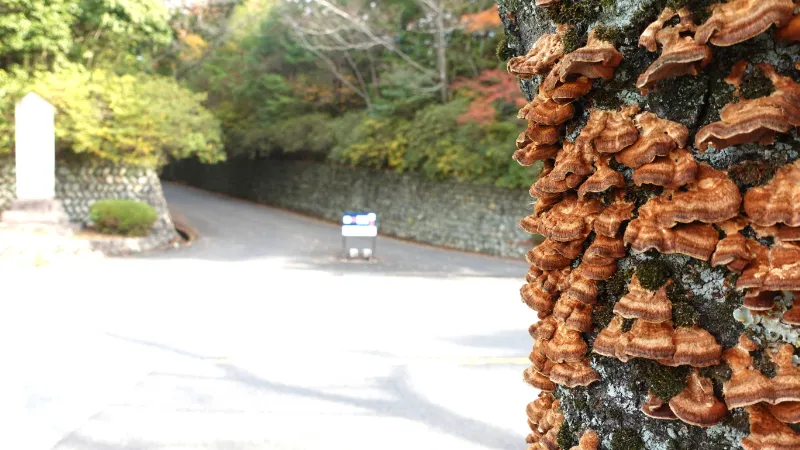 石上神宮駐車場近くの桜の木