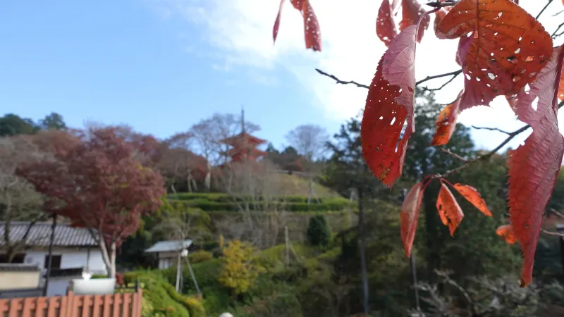 岡寺三重塔と紅葉