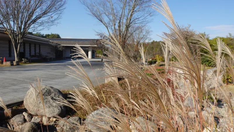 万葉文化館のススキ