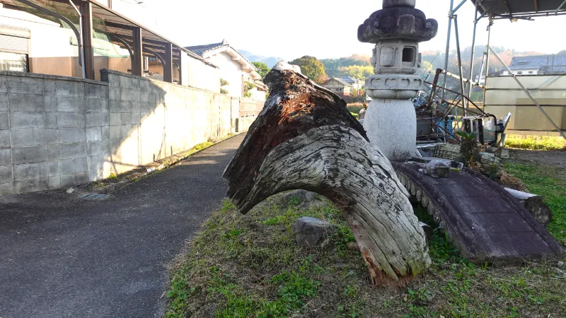 県道155号線沿いの馬