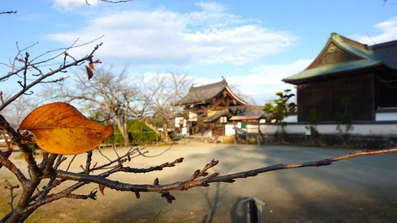 橘寺西門前駐車場と左近の桜